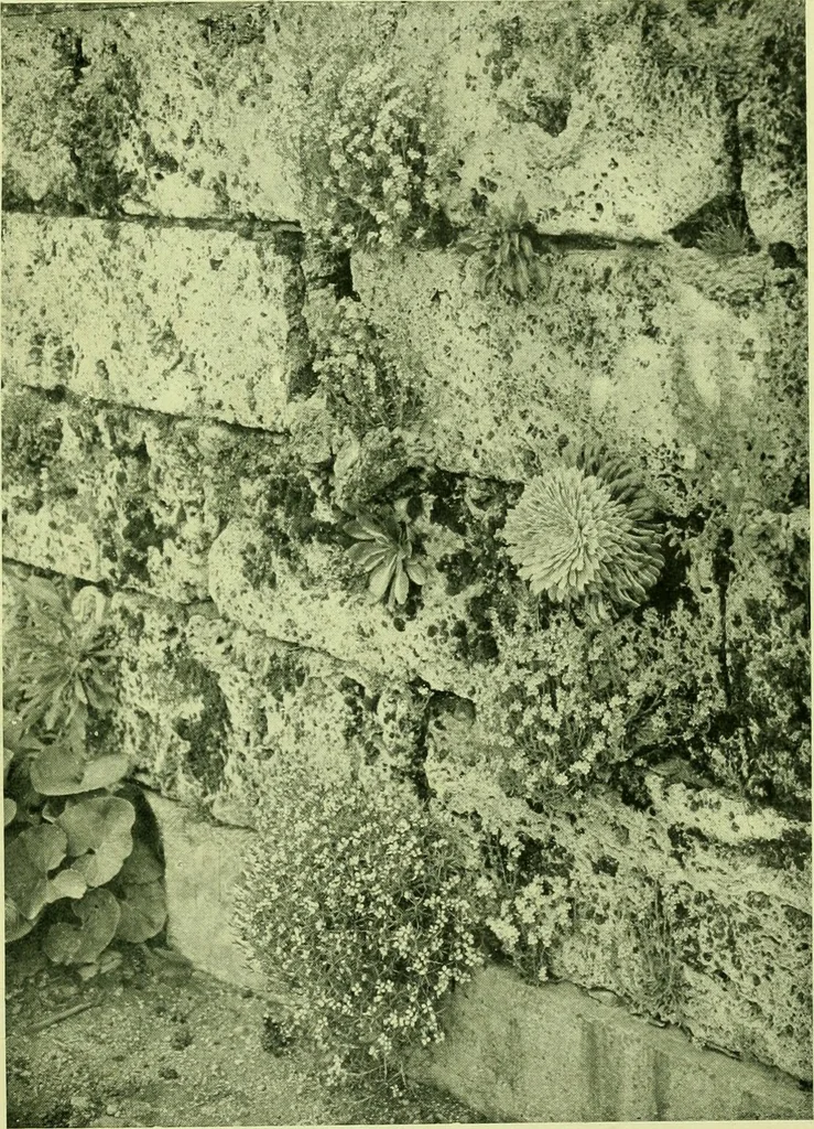 An illustration from Wall and water gardens, 1901, leaf 54