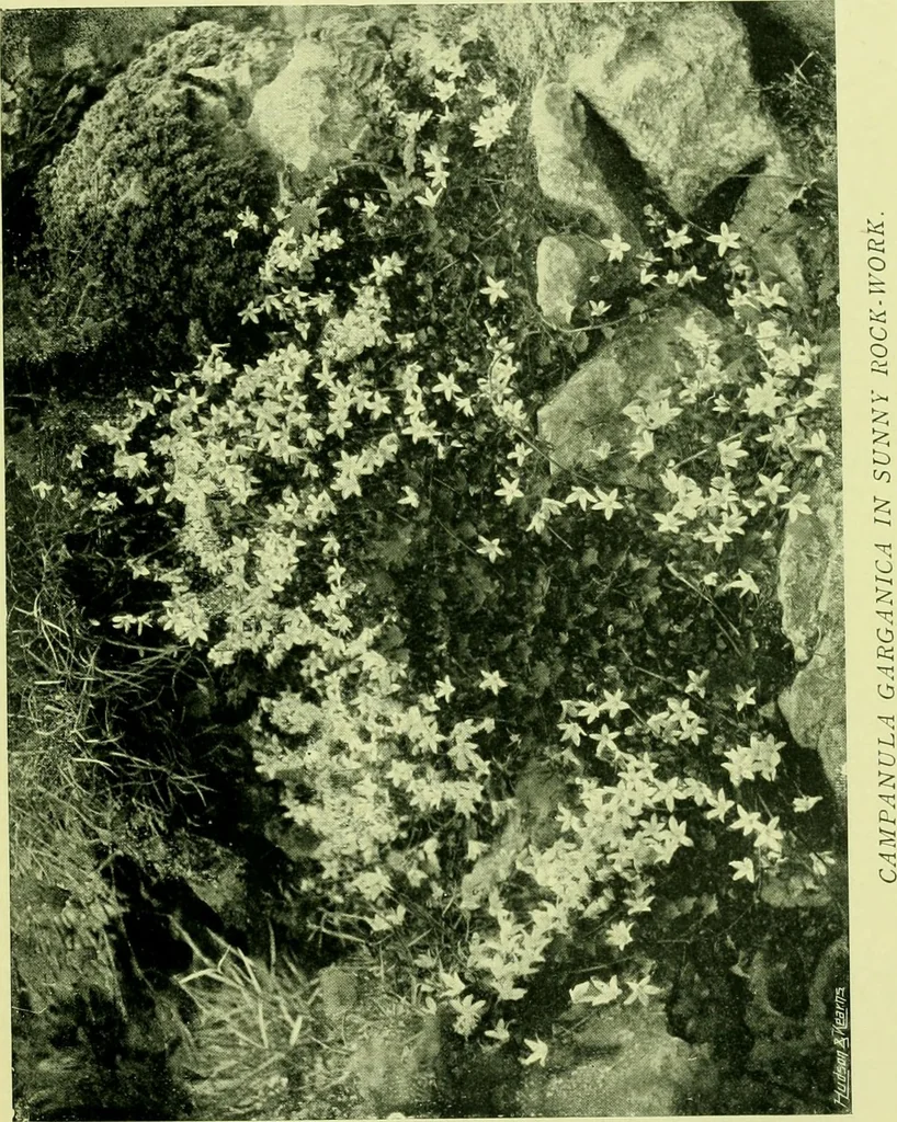 An illustration from Wall and water gardens, 1901, leaf 58