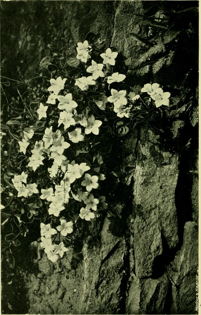An illustration from Wall and water gardens, 1901, leaf 59