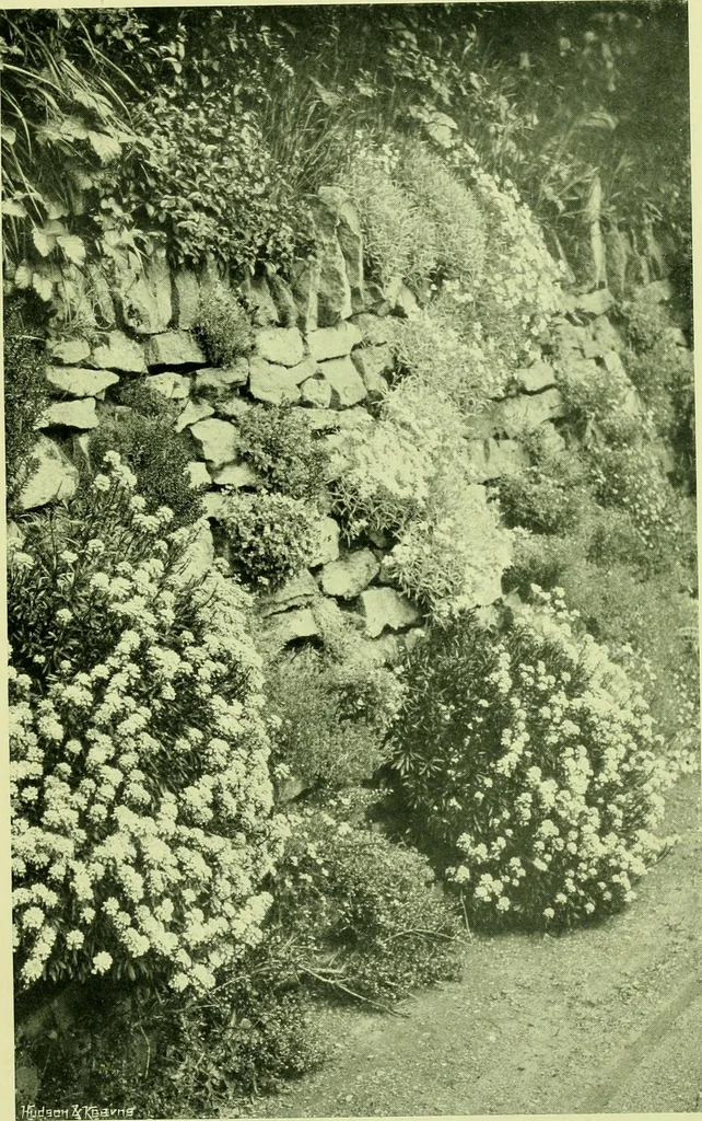 An illustration from Wall and water gardens, 1901, leaf 62