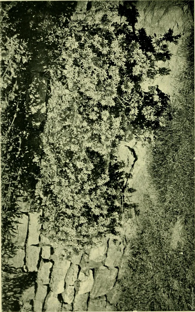 An illustration from Wall and water gardens, 1901, leaf 63