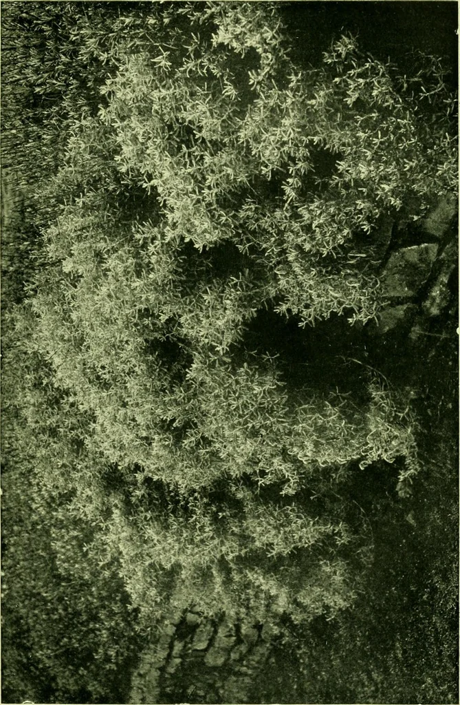An illustration from Wall and water gardens, 1901, leaf 66