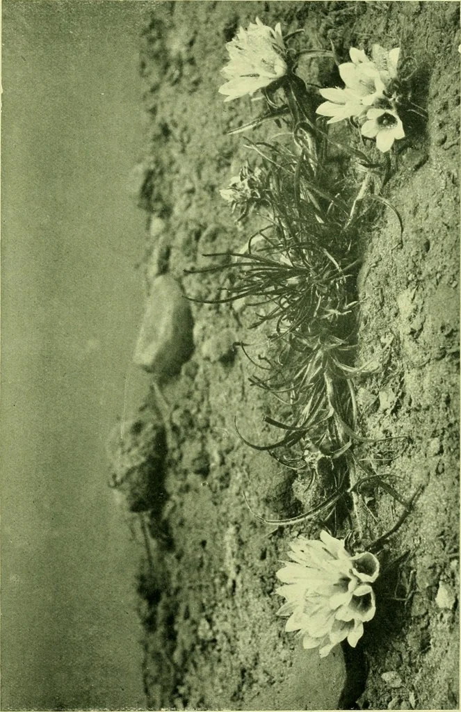 An illustration from Wall and water gardens, 1901, leaf 70