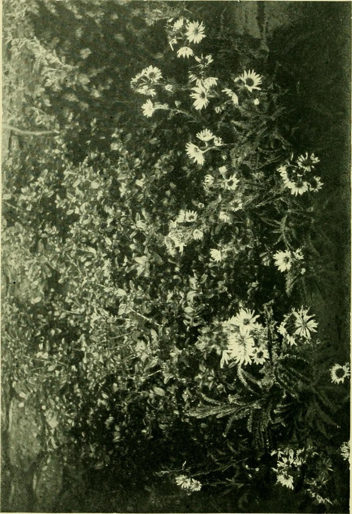 An illustration from Wall and water gardens, 1901, leaf 71