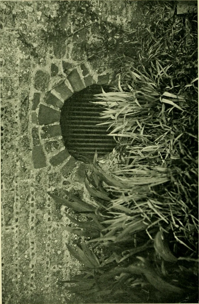 An illustration from Wall and water gardens, 1901, leaf 75