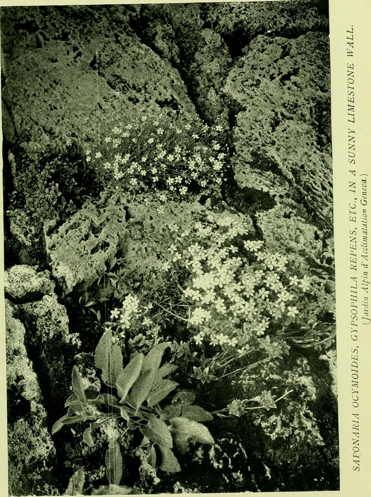 An illustration from Wall and water gardens, 1901, leaf 76