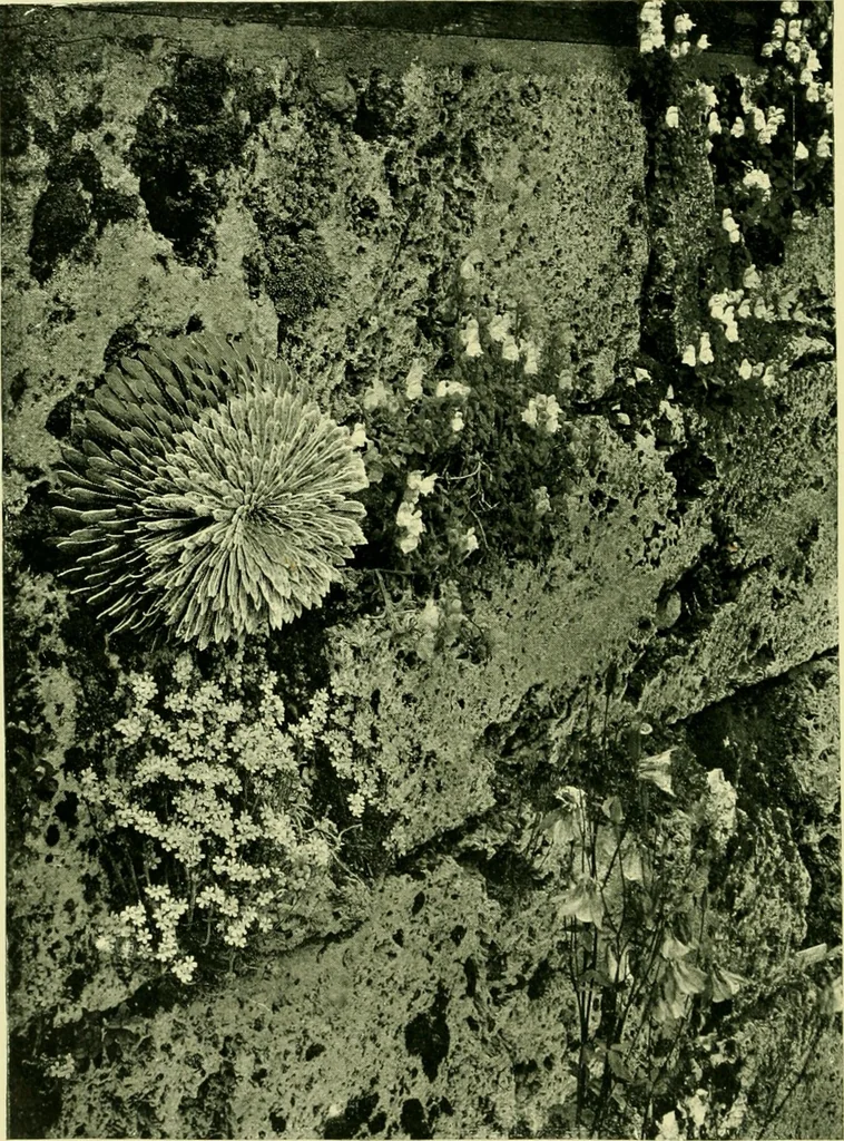 An illustration from Wall and water gardens, 1901, leaf 77