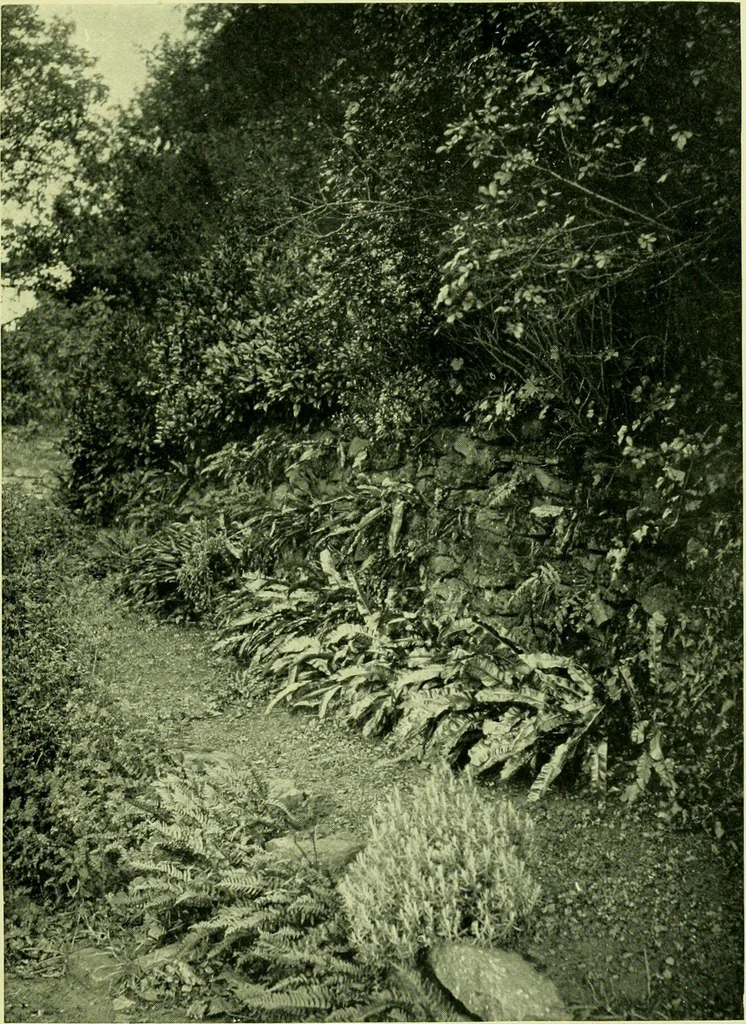 An illustration from Wall and water gardens, 1901, leaf 80