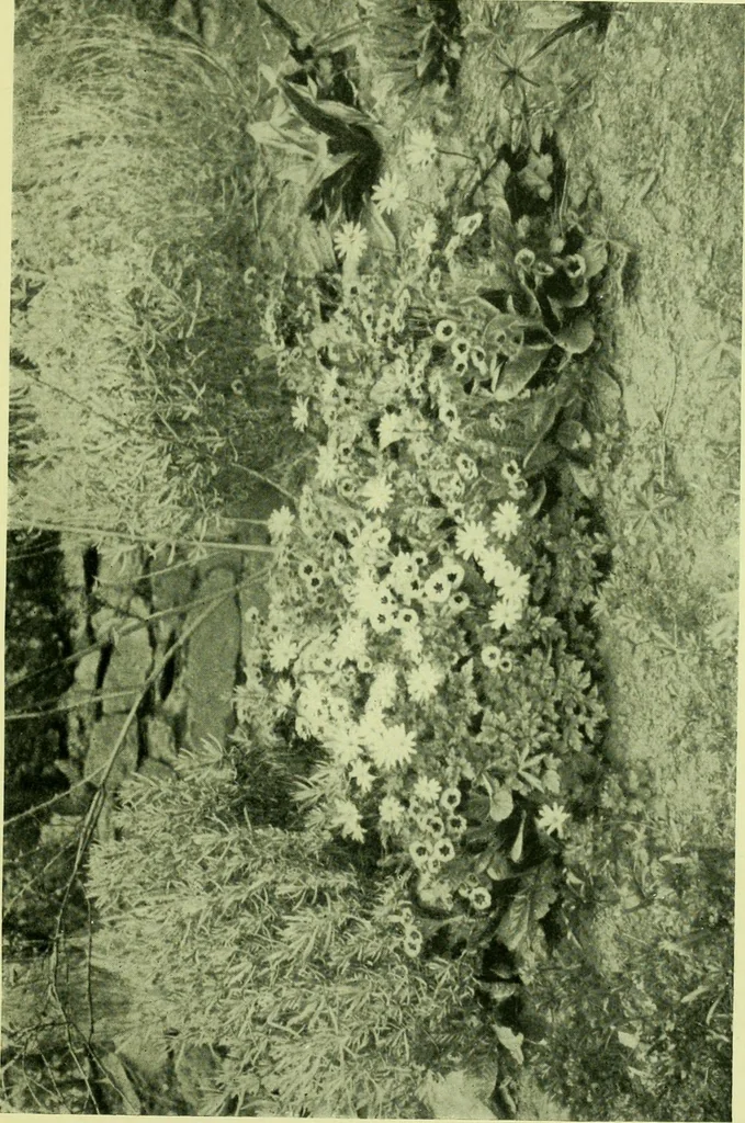 An illustration from Wall and water gardens, 1901, leaf 84
