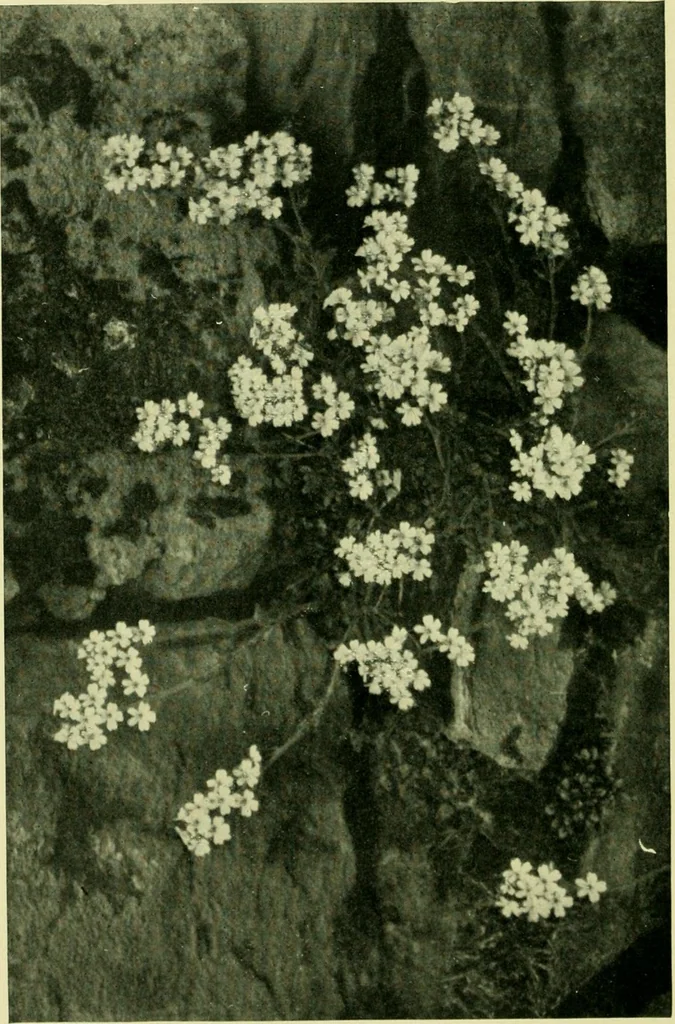 An illustration from Wall and water gardens, 1901, leaf 85