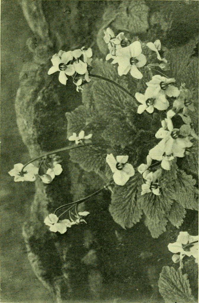 An illustration from Wall and water gardens, 1901, leaf 88