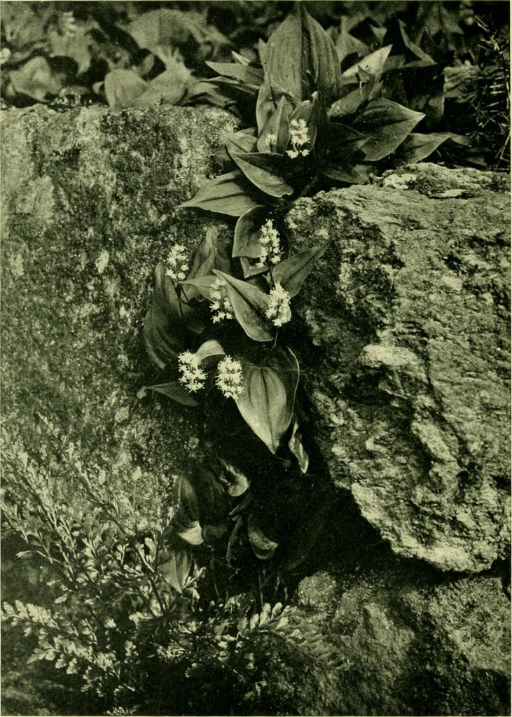An illustration from Wall and water gardens, 1901, leaf 89