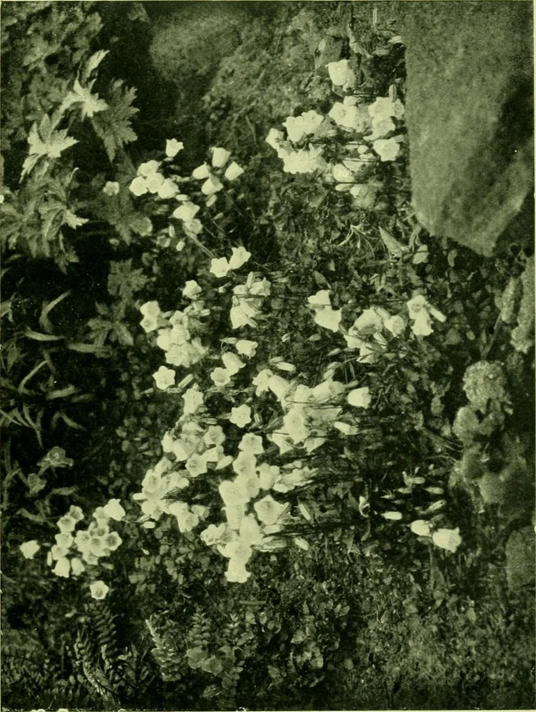 An illustration from Wall and water gardens, 1901, leaf 92