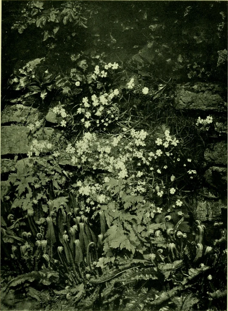 An illustration from Wall and water gardens, 1901, leaf 96