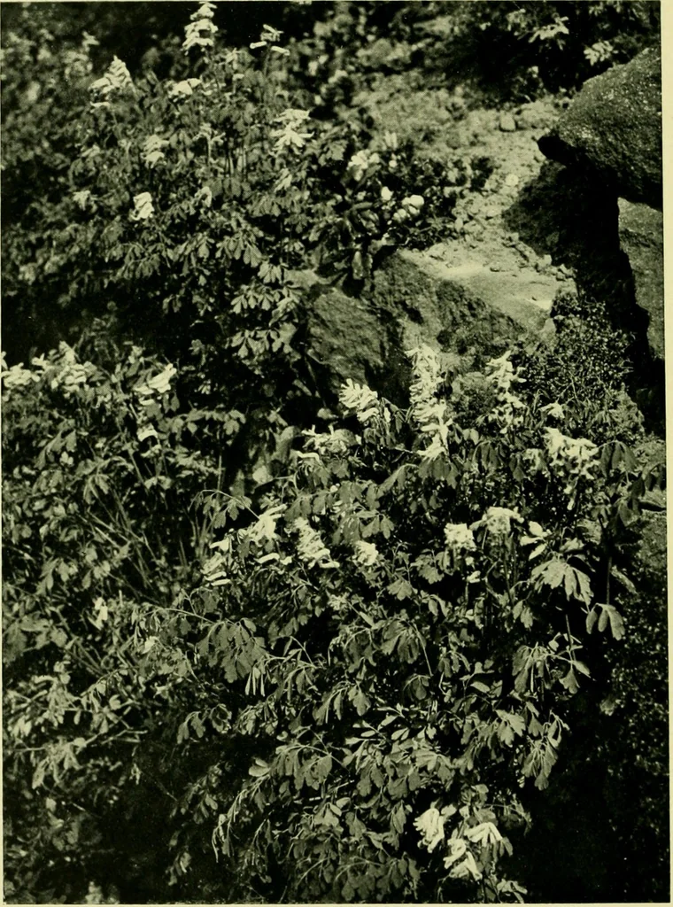 An illustration from Wall and water gardens, 1901, leaf 97