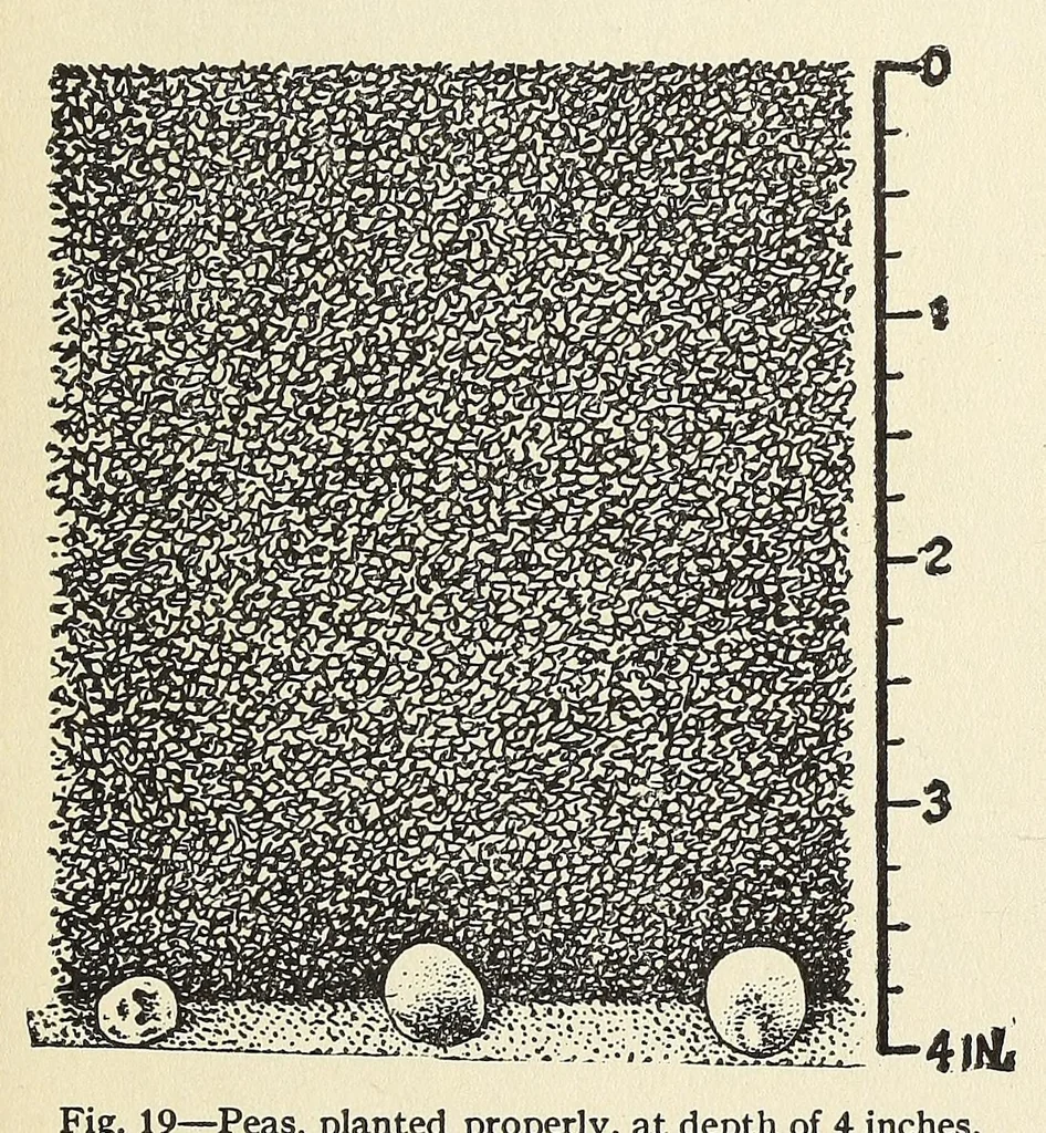 An illustration from The war garden victorious, 1919, leaf 351