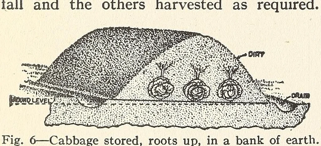 An illustration from The war garden victorious, 1919, leaf 364
