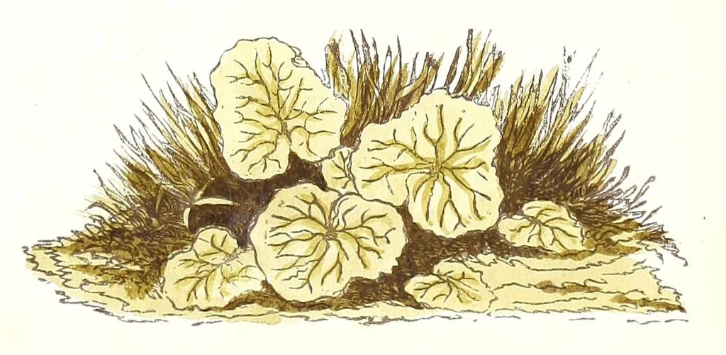 An illustration from Water colour without a master : upwards of two hundred examples of separate objects in landscape shown under various tints and afterwards composed into pictures : to which is added an index of tints, showing at a glance the various powers of the several colours and their compounds, 1855, leaf 47