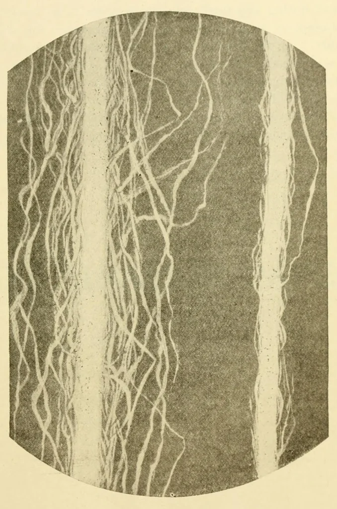 An illustration from Weaving : instruction paper, 1903, leaf 47