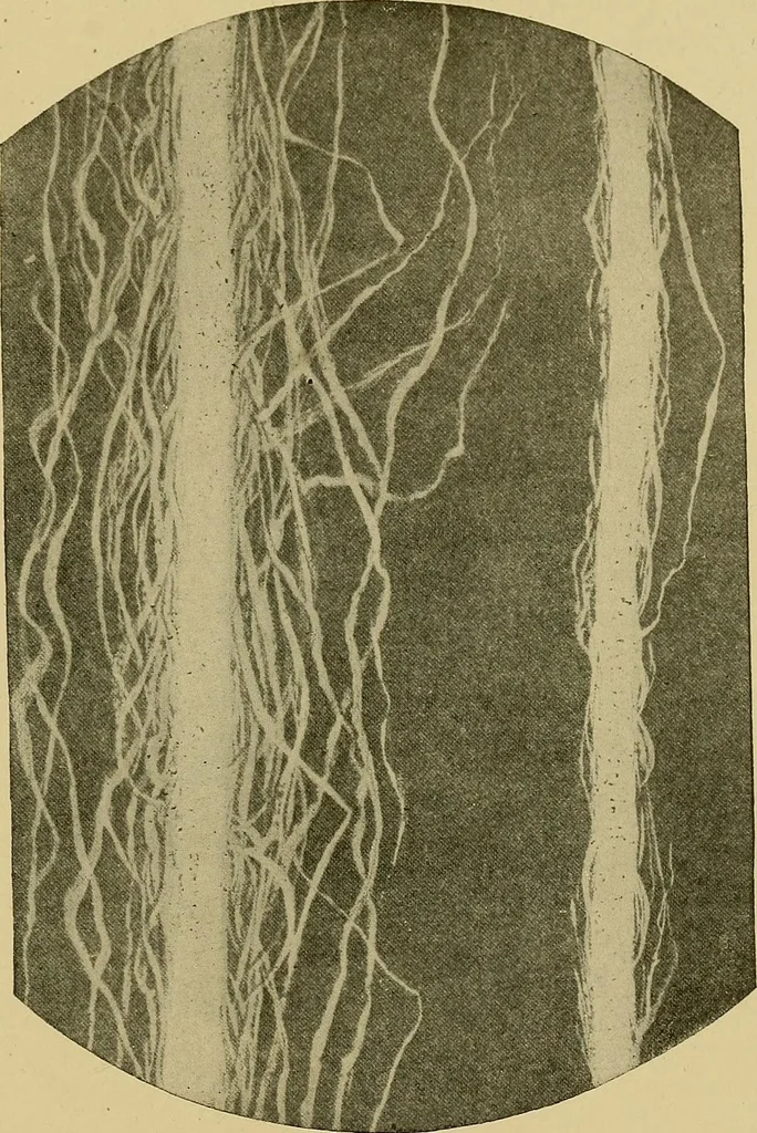 An illustration from Weaving; a practical guide to the mechanical construction, operation, and care of weaving machinery, and all details of the mechanical processes involved in weaving, 1909, leaf 306