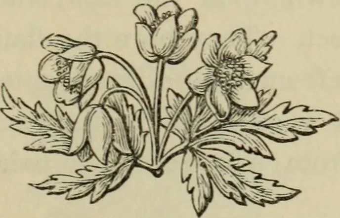 An illustration from The Wedgwood handbook : a manual for collectors : treating of the marks, monograms, and other tests of the old period of manufacture; also including the catalogues, with prices obtained at various sales, together with a glossary of terms, 1875, leaf 248