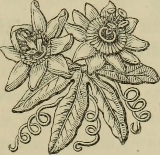An illustration from The Wedgwood handbook : a manual for collectors : treating of the marks, monograms, and other tests of the old period of manufacture; also including the catalogues, with prices obtained at various sales, together with a glossary of terms, 1875, leaf 250