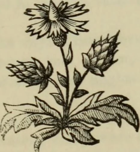 An illustration from The Wedgwood handbook : a manual for collectors : treating of the marks, monograms, and other tests of the old period of manufacture; also including the catalogues, with prices obtained at various sales, together with a glossary of terms, 1875, leaf 402