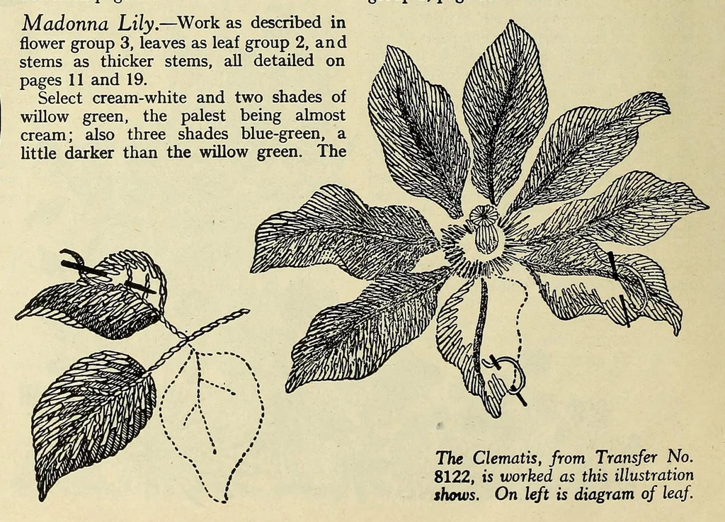 An illustration from Weldons flower embroidery, 1900, leaf 18