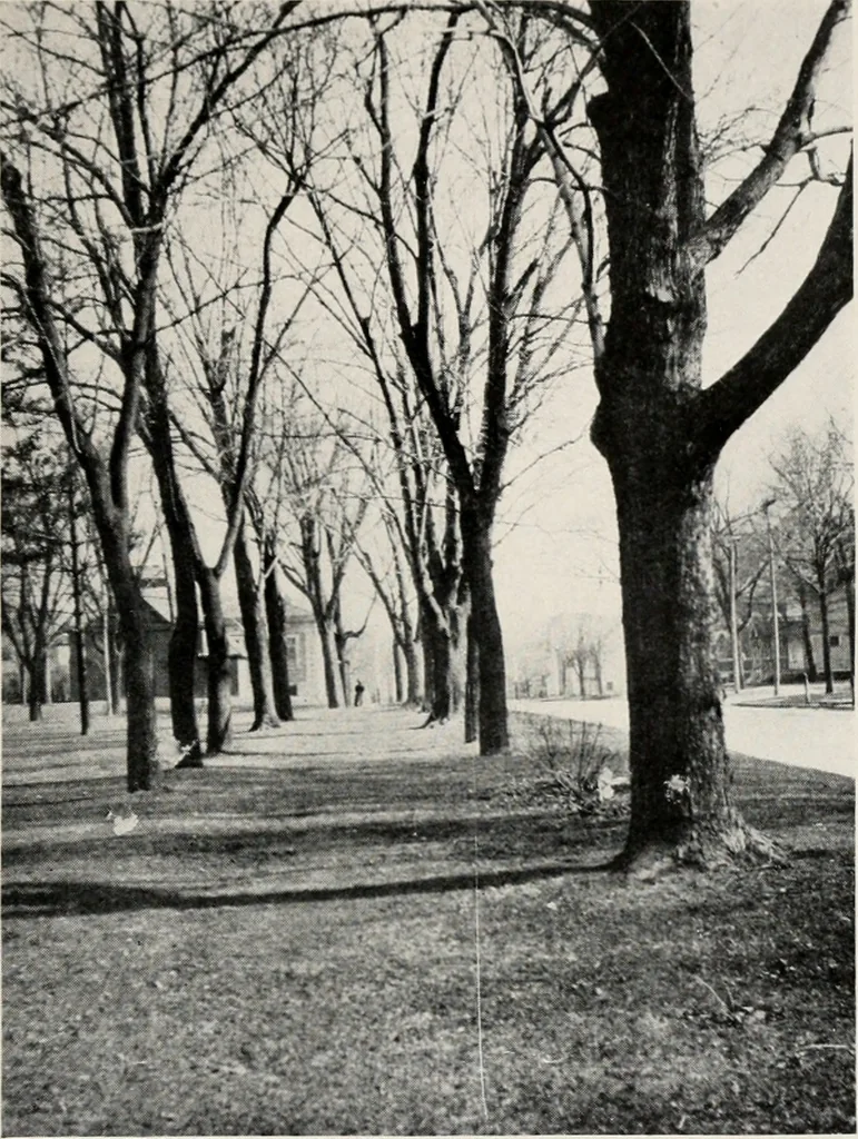 An illustration from The wellbeing of Waterloo : a report to the Civic Society of Waterloo, Iowa, 1910, leaf 20