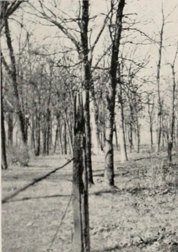An illustration from The wellbeing of Waterloo : a report to the Civic Society of Waterloo, Iowa, 1910, leaf 37