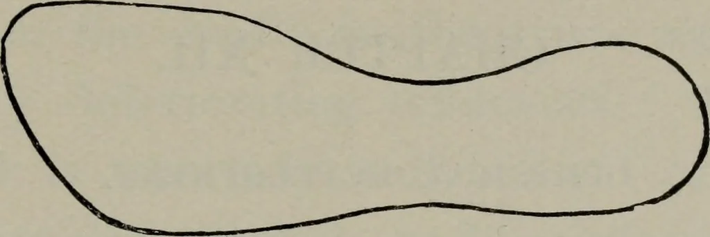 An illustration from The well-dressed woman: a study in the practical application to dress of the laws of health, art, and morals, 1893, leaf 196