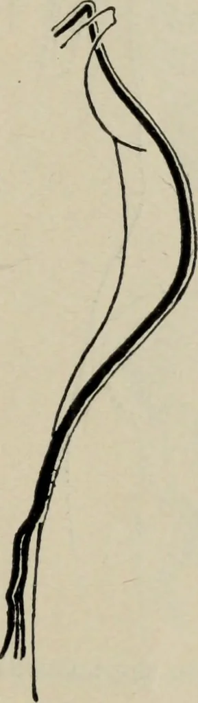 An illustration from The well-dressed woman: a study in the practical application to dress of the laws of health, art, and morals, 1893, leaf 46