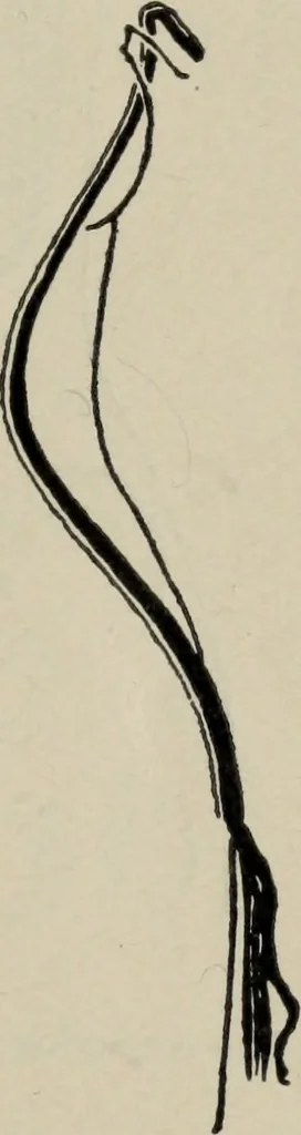 An illustration from The well-dressed woman: a study in the practical application to dress of the laws of health, art, and morals, 1893, leaf 46