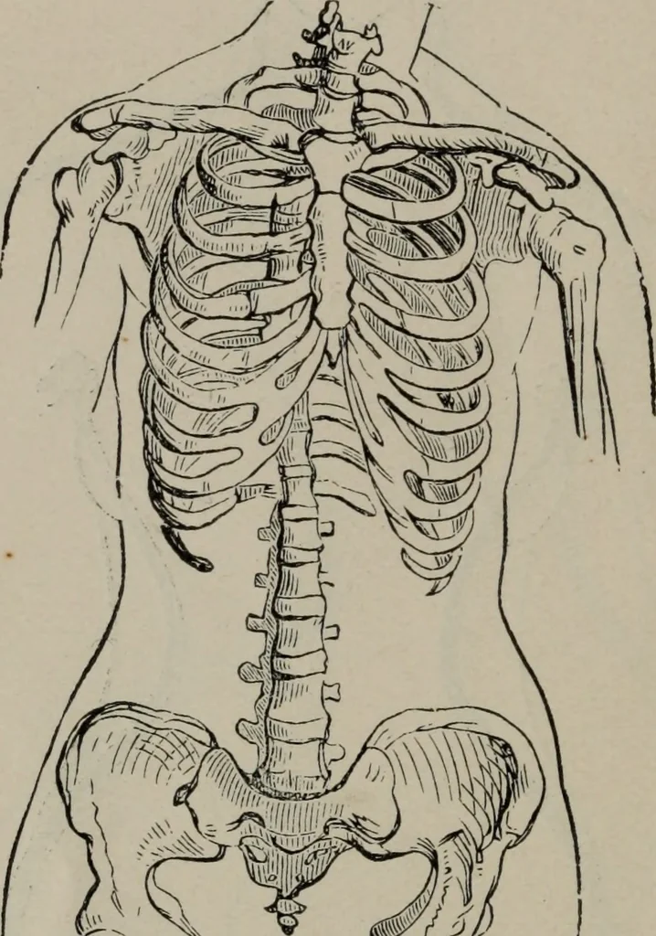 An illustration from The well-dressed woman: a study in the practical application to dress of the laws of health, art, and morals, 1893, leaf 47