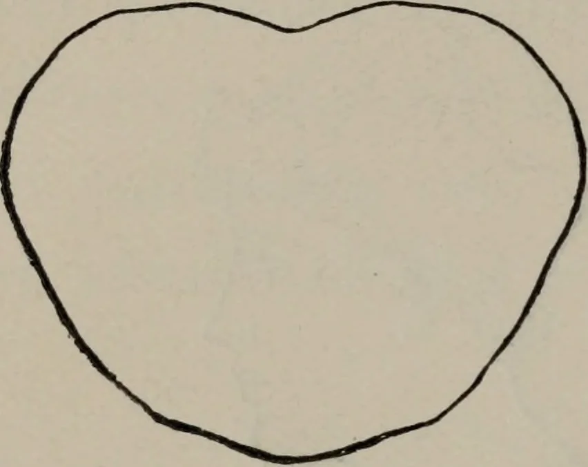 An illustration from The well-dressed woman: a study in the practical application to dress of the laws of health, art, and morals, 1893, leaf 53