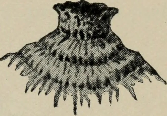 An illustration from The well-dressed woman: a study in the practical application to dress of the laws of health, art, and morals, 1893, leaf 54