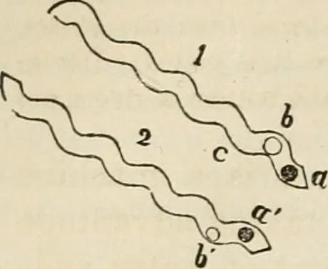 An illustration from Well's natural philosophy : for the use of schools, academies and privte students, introducing the latest results of scientific discovery and research ; arranged with special reference to the practical application of physical science to the arts and the experiences of everyday life ; with three hundred and seventy-five engravings, 1873, leaf 165