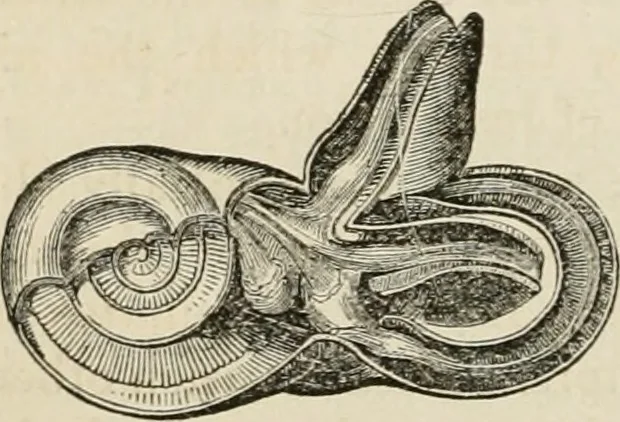 An illustration from Well's natural philosophy : for the use of schools, academies and privte students, introducing the latest results of scientific discovery and research ; arranged with special reference to the practical application of physical science to the arts and the experiences of everyday life ; with three hundred and seventy-five engravings, 1873, leaf 207