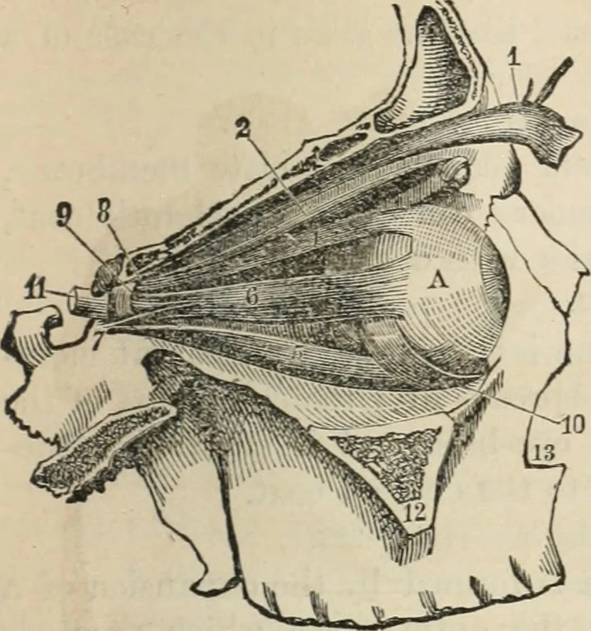 An illustration from Well's natural philosophy : for the use of schools, academies and privte students, introducing the latest results of scientific discovery and research ; arranged with special reference to the practical application of physical science to the arts and the experiences of everyday life ; with three hundred and seventy-five engravings, 1873, leaf 354
