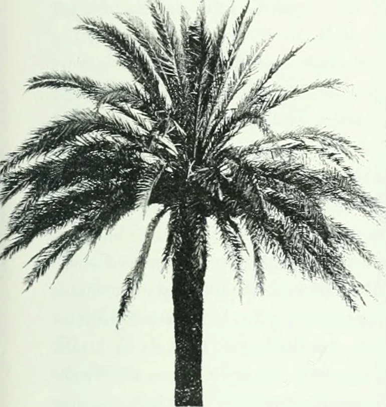 An illustration from Weltgeschichte der Kunst bis zur Erbauung der Sophienkirche, 1888, leaf 28