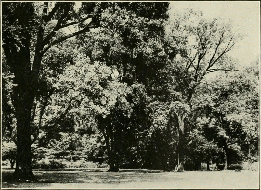 An illustration from What of the city? America's greatest issue--city planning, what it is and how to go about it to achieve success, 1919, leaf 340