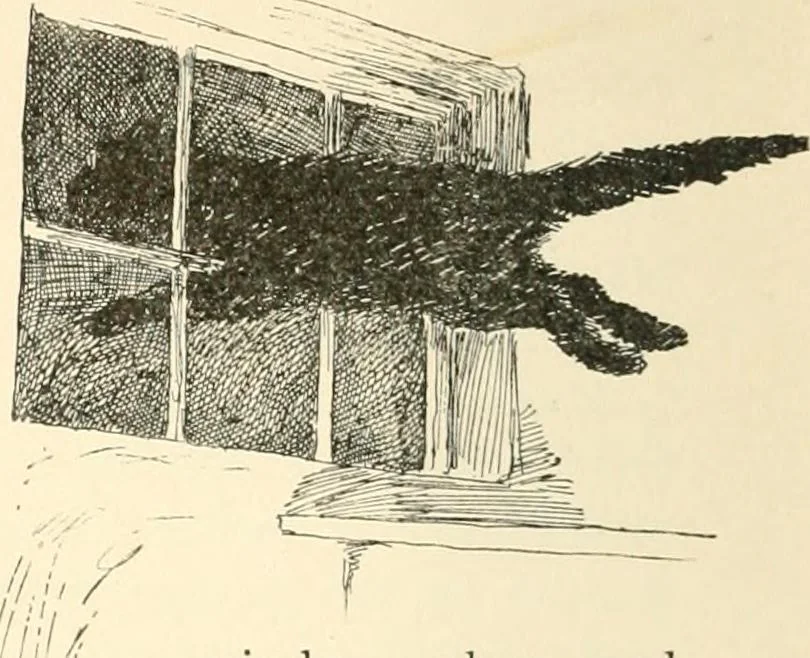 An illustration from What they say in New England; a book of signs, sayings, and superstitions, 1896, leaf 251