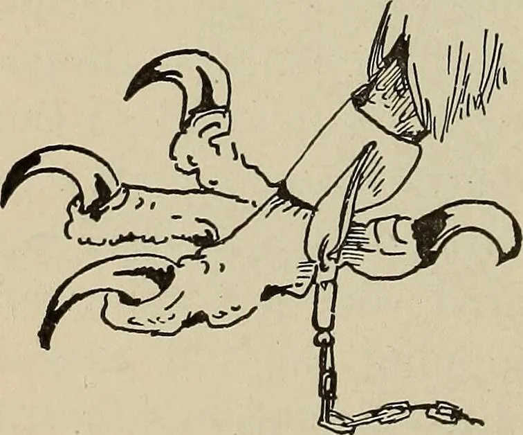 An illustration from What to do and how to do it; the American boys handy book, 1920, leaf 211