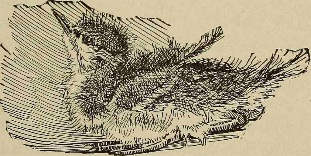 An illustration from What to do and how to do it; the American boys handy book, 1920, leaf 216