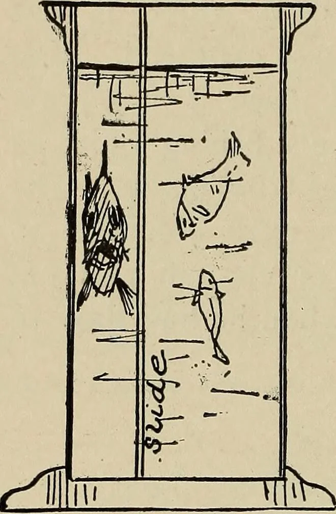 An illustration from What to do and how to do it; the American boys handy book, 1920, leaf 271