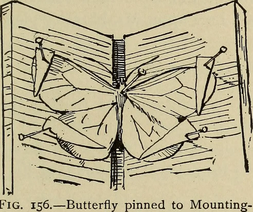 An illustration from What to do and how to do it; the American boys handy book, 1920, leaf 272