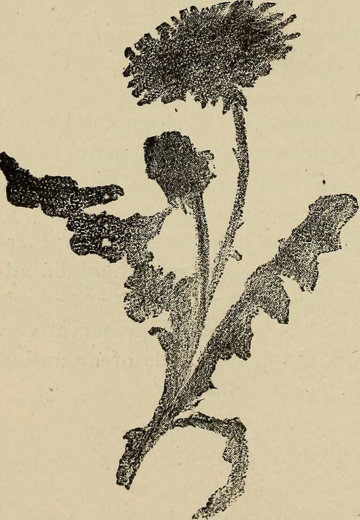 An illustration from What to do and how to do it; the American boys handy book, 1920, leaf 277