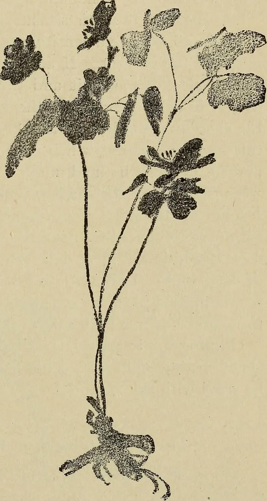 An illustration from What to do and how to do it; the American boys handy book, 1920, leaf 278