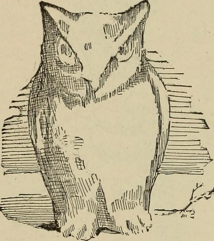 An illustration from What to do and how to do it; the American boys handy book, 1920, leaf 303