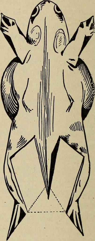 An illustration from What to do and how to do it; the American boys handy book, 1920, leaf 33